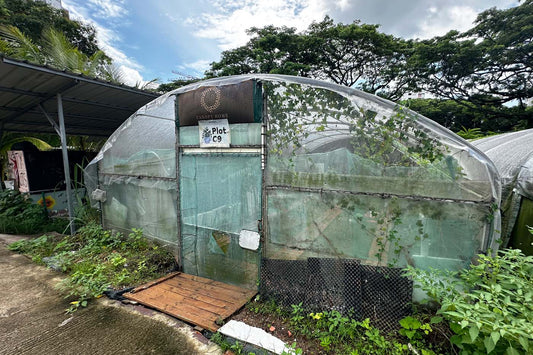 View of a lush urban allotment plot at City Sprouts Henderson, featuring raised garden beds filled with leafy greens, native plants, and rustic pathways surrounded by vibrant greenery.