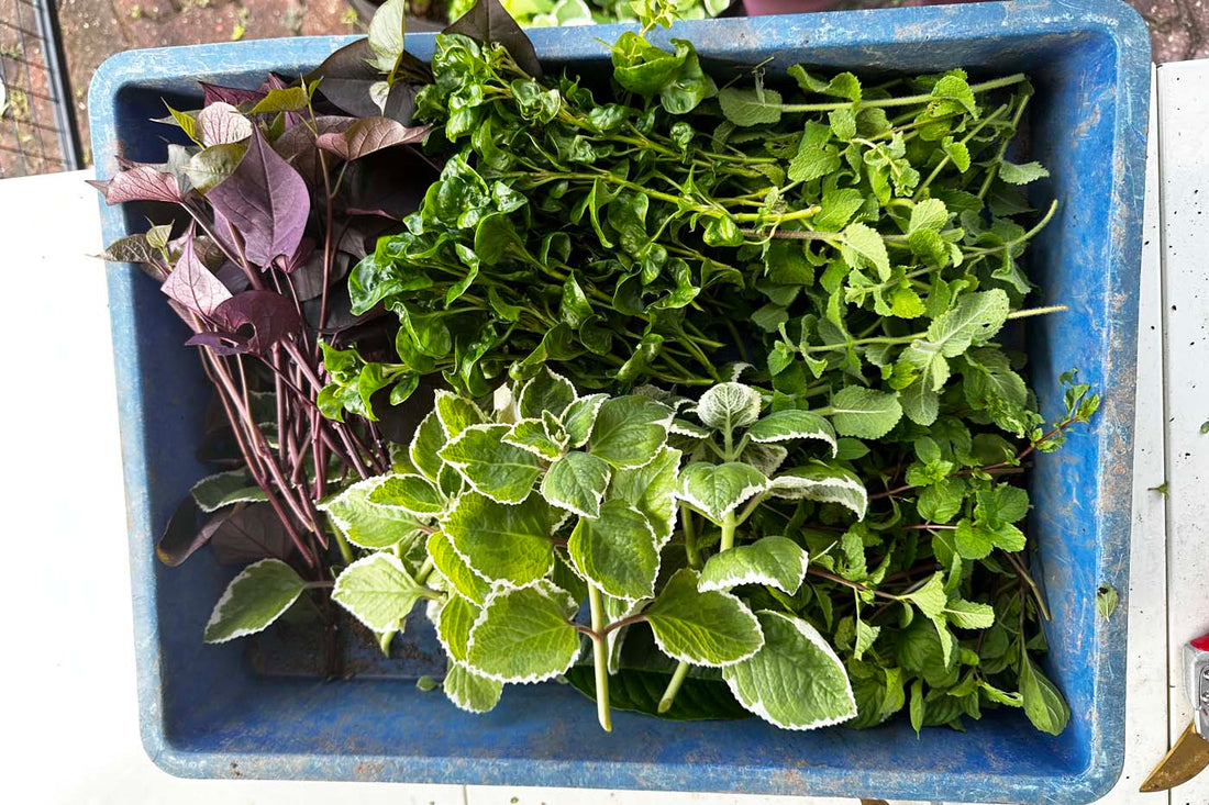 A blue tray filled with a variety of freshly harvested herb cuttings, including sweet potato leaves, Brazilian spinach, mint, and variegated Indian borage at City Sprouts.