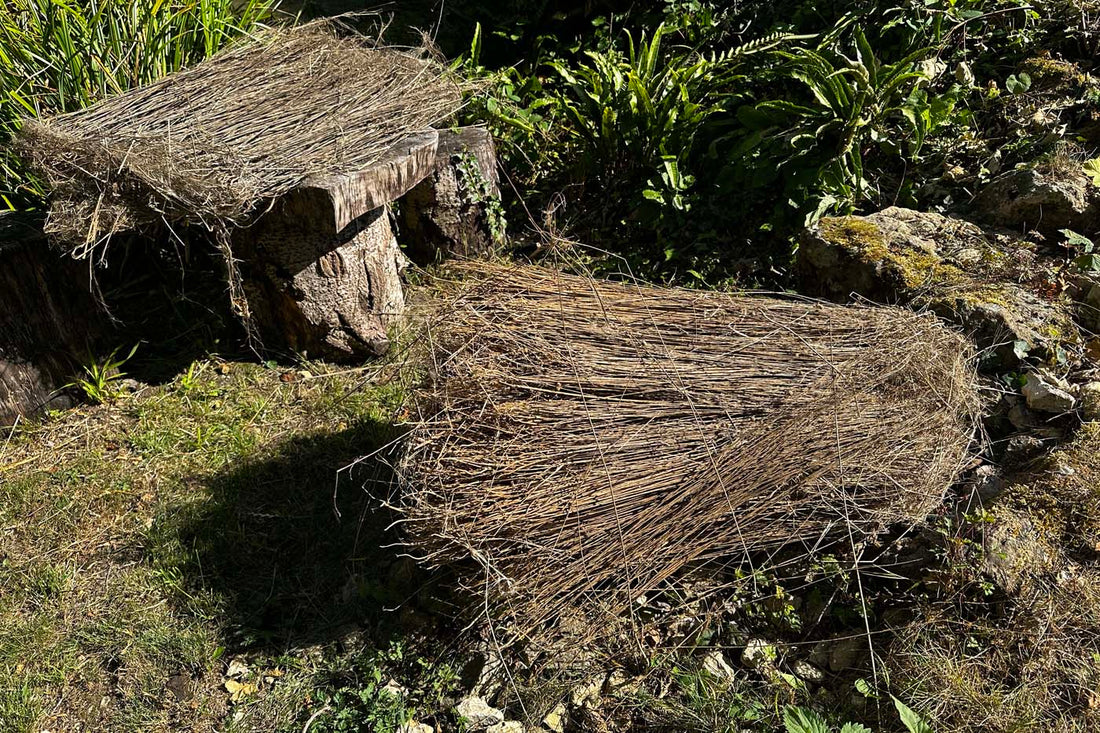 Bundles of retted flax stems drying outdoors on wooden logs, prepared for traditional linen processing.