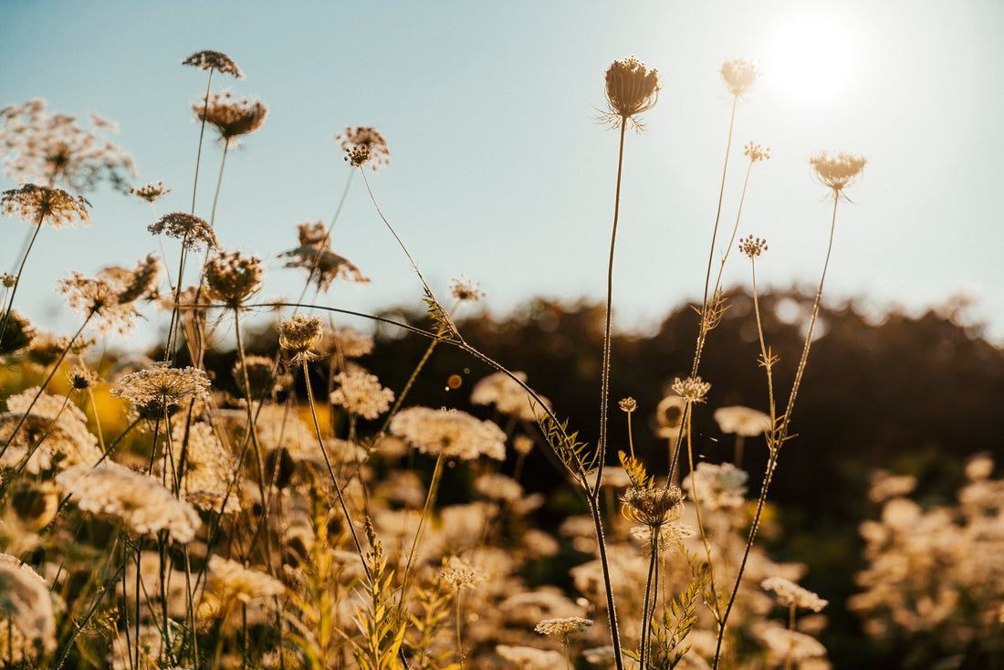 Why I Started Wilde Hippi: A Journey of Purpose